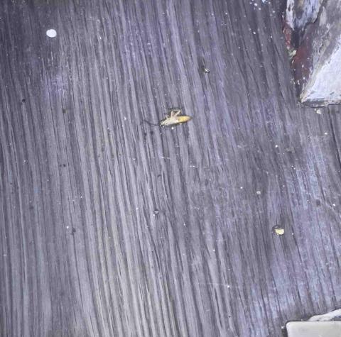 鄭秉豐 - 熱炒店施作後