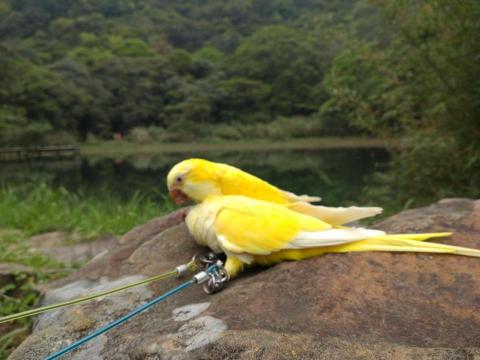 提供公證代辦服務的專家林美萍