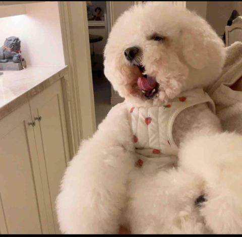 提供python課程桃園服務的專家楊旻臻