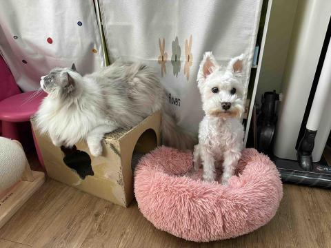 居家寵物照顧住宿 - 