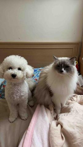 居家寵物照顧住宿 - 