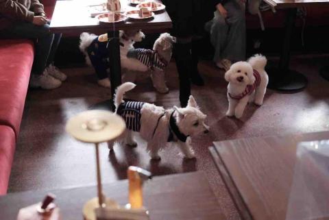 居家寵物照顧住宿 - 