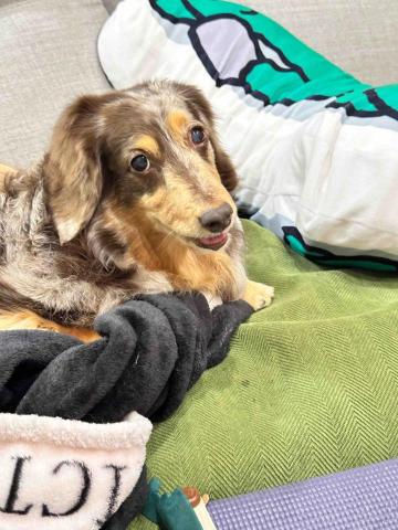 提供鳥寄宿服務的專家小扣子