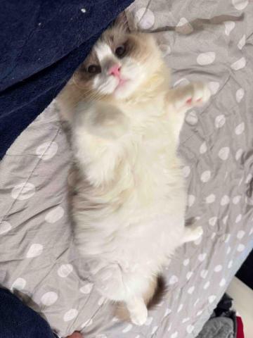 JUZ969fitness（內湖） - 偶爾會來店裡老闆的貓