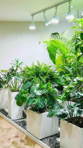 茴禧花坊 - 美商辦公室綠化設計