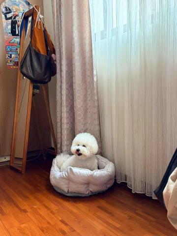 提供旅館休息服務的專家汪宅🐾寵物到府照護