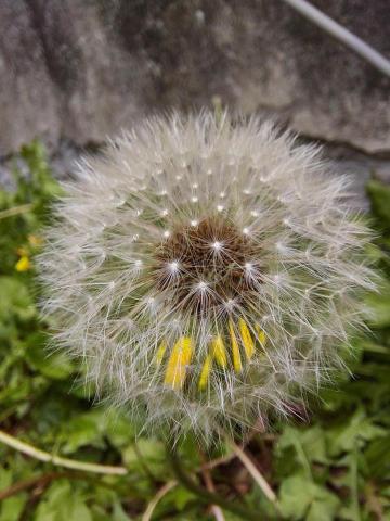 提供陽台花園造景服務的專家虹霖園藝造景有限公司