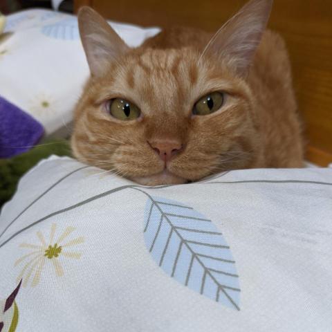 鄭南希