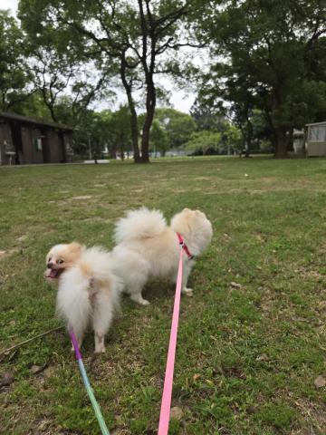 郭晉 - 客戶寄養2隻博美