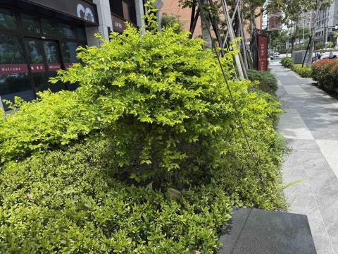 提供鋸樹服務的專家和景園藝
