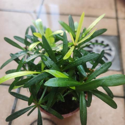 提供英雄服務的專家Xiang