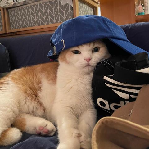 提供餵服務的專家Goldy