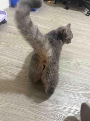 鮑秋杉
