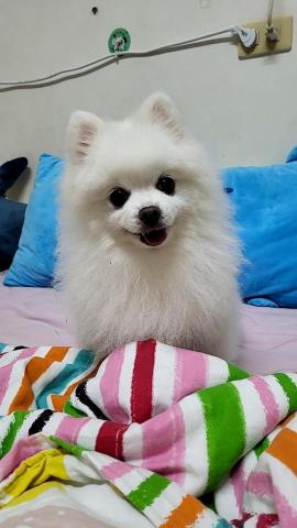 提供老狗寄養服務的專家小毛球