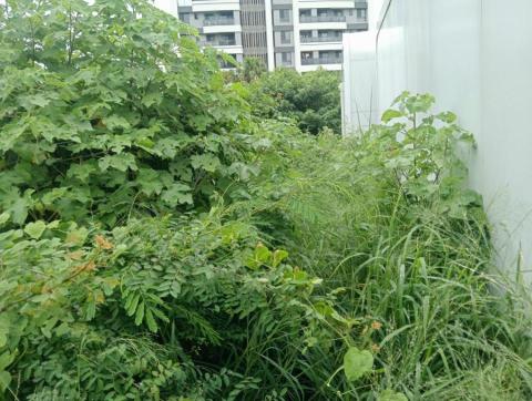 王東明 - 永康區中正北路215號空地雜草圖一