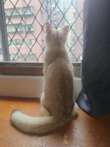 阿軒