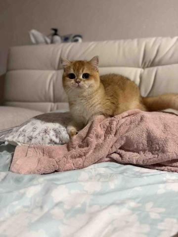 豪