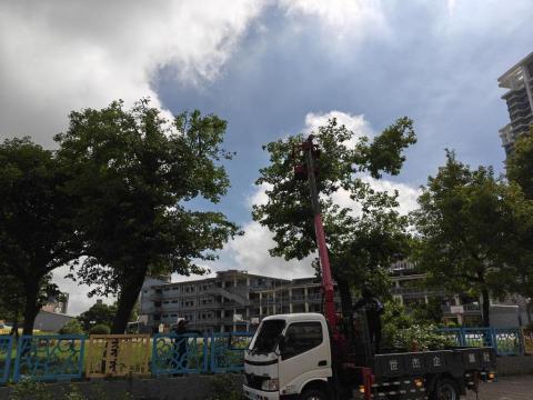 于森園藝企業社 （林先生） - 校園樹木 矮化疏枝修剪