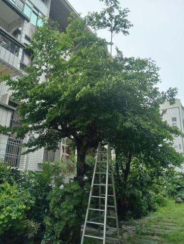 王東明 - 北區樹木、灌木修剪前