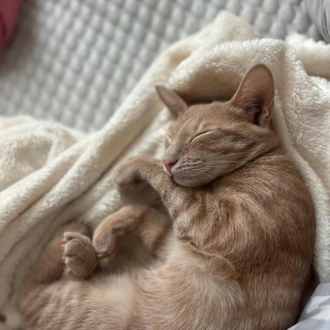 Kiki