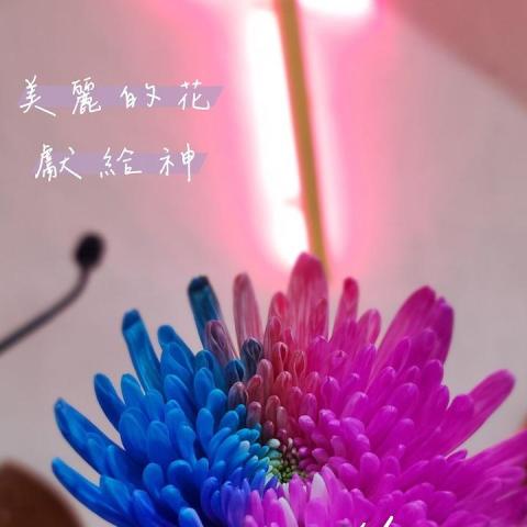 松niun佩宜