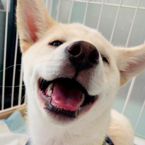 提供求職服務的專家Carol 凱蘿