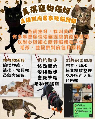 美琪寵物保姆(到府居家殘貓照顧)-正宗粵語教學 - 