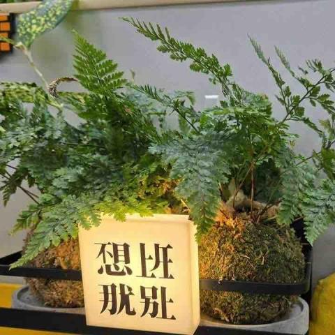 台北芳療講師推薦屋村gift 芳療手作小舖