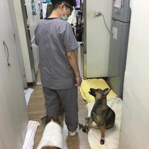 提供餵服務的專家Mars