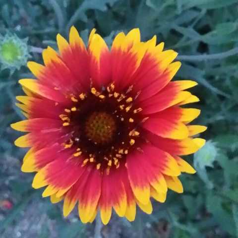 提供煮飯電鍋服務的專家小橘子