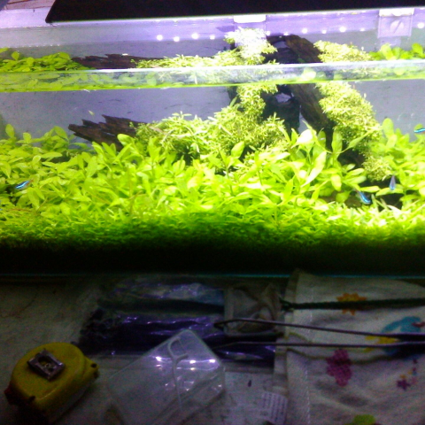 金鵬油漆工程 - 造型水草箱