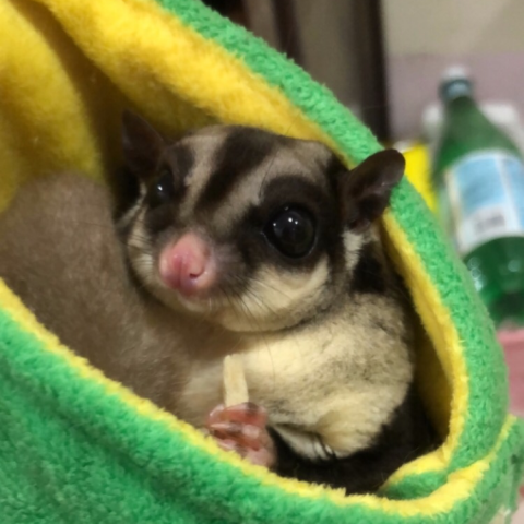 提供代養服務的專家張庭蓁