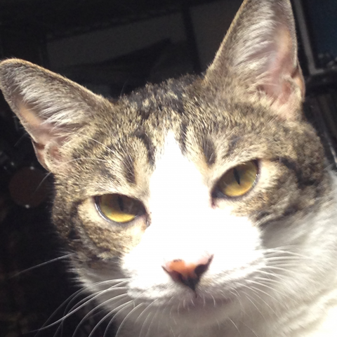 提供速寫服務的專家黑點