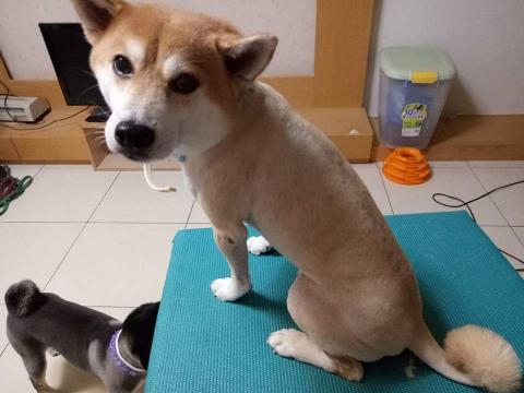 趴趴走寵物到府小幫手 - 工作室寵物美容服務
一天只服務一家庭的毛孩 
不收多量造成意外發生機率增加