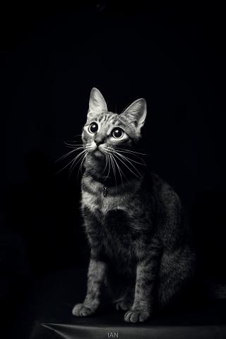 施恩源個人攝影工作室 - 寵物攝影