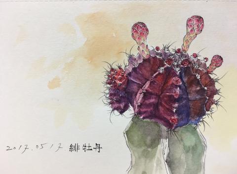 Denise Lee - 植物插畫