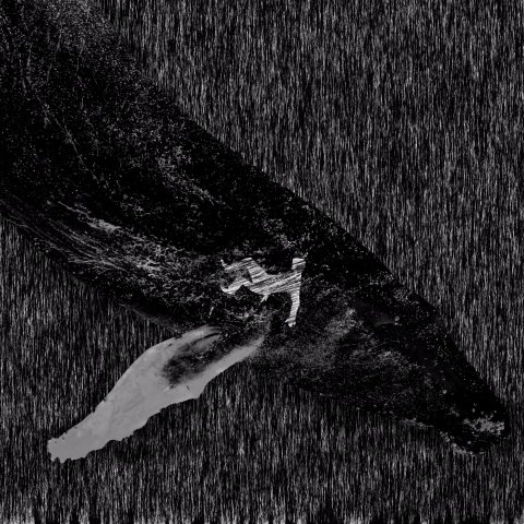 提供內衣flickr服務的專家楓