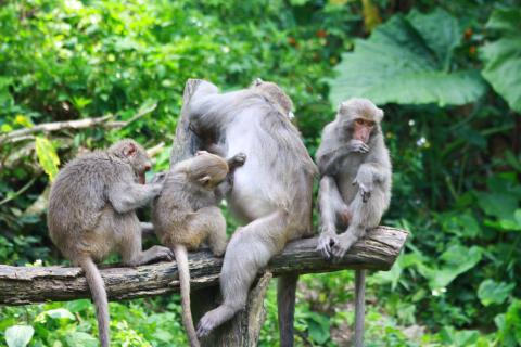 個人工作室 - 攝影作品:動物攝影