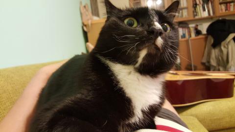 國眾電腦股份有限公司 - 貓達人