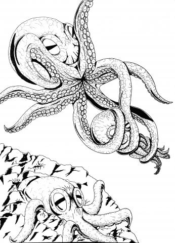 OCTOPUS DESIGN  (吳冠緯) - 設計繪畫-章魚