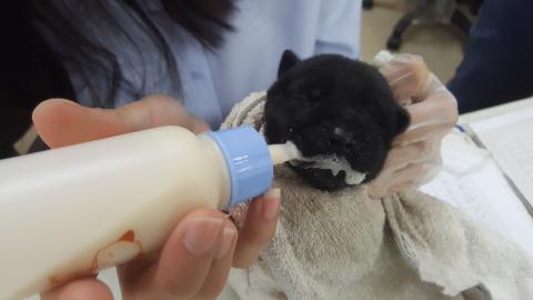 崔曉媛 - 工作時替未離乳的寶寶餵奶