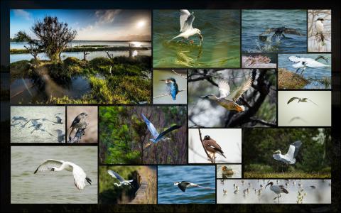 貝菈魔法工作室 - 得獎作品