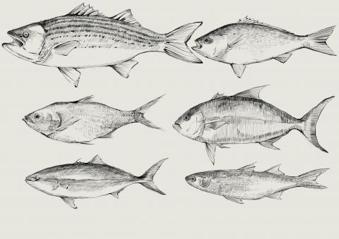 吳銘恩 - 魚&mdash;速寫