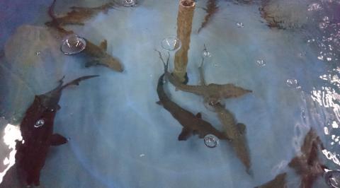 魚菜共生時代 - 此為鱘龍魚養殖區，位於場館2f，是我們的農夫，並且有專業的養殖課程教學。