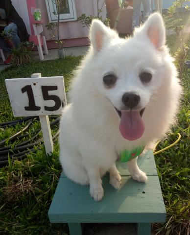 提供寵物食品服務的專家凍住幸福寵物館