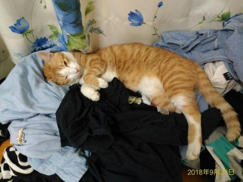 提供寫文章服務的專家