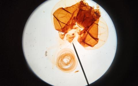 提供實驗課服務的專家吳家瑜