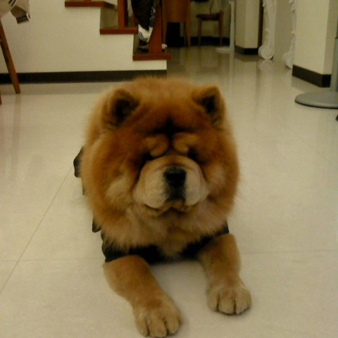 提供寄養狗服務的專家鄭安安