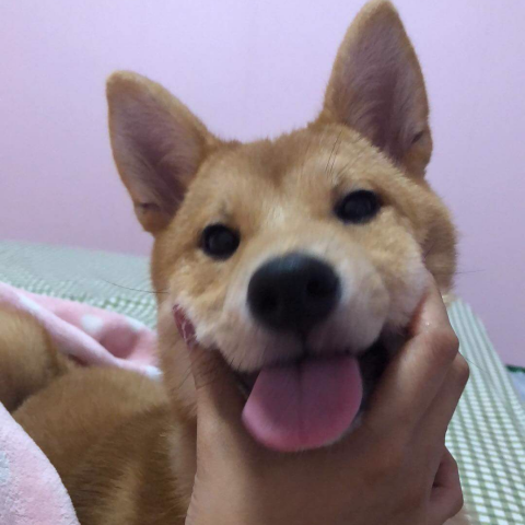 提供應徵廚師服務的專家高偉翔