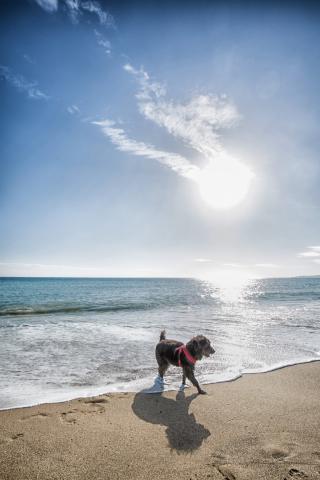 元寶洗澡堂 - 寵物攝影